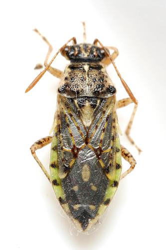 Brachycarenus tigrinus